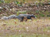 Southern Fox Squirrel